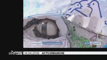 Le Zapping de La Télé  [S.2019][E.15]