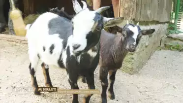 Nourrir des mouflons et des chèvres, au boulot!