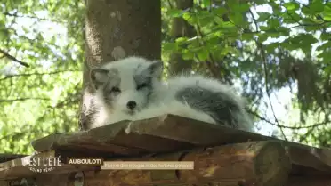 Nourrir des alpagas et des renards polaires, au boulot!