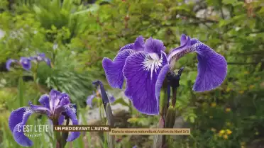 Balade dans la réserve naturelle du Vallon de Nant 2/3