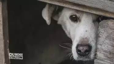 Yvan Richardet se fait la voix de la chienne de Daniel Koch