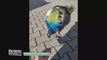 Les animaux, les stars des réseaux sociaux