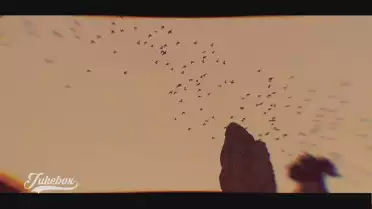 Rotting Crows