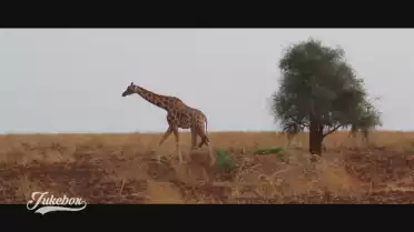 Wakanda de Akili