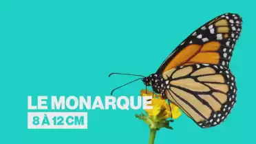 Le Papiliorama de Chiètres