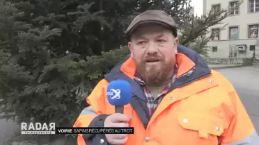 Sapins récupérés au trot
