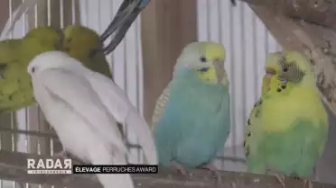 Ma perruche adulée