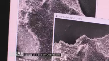 Ils cherchent la petite bête