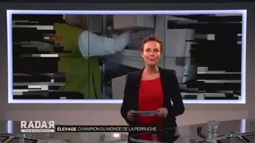 Champion du monde de la perruche