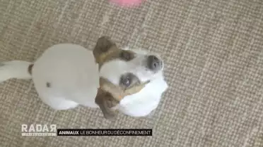 Le déconfinement des animaux