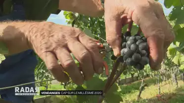 Cap sur le millésime 2020