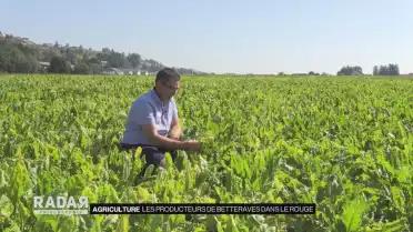 La betterave fribourgeoise dans le rouge
