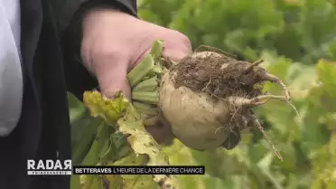 L&#039;heure de la dernière chance pour les betteraves
