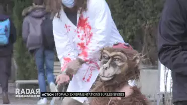 Stop aux expériences sur les singes