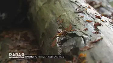 L&#039;automne prend ses quartiers