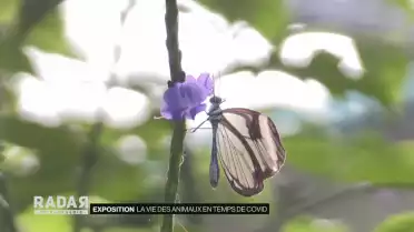 Animaux en manque de public