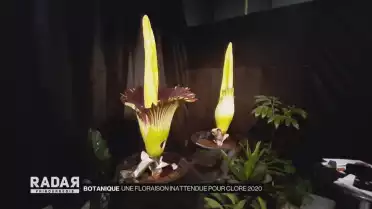 Floraison inattendue