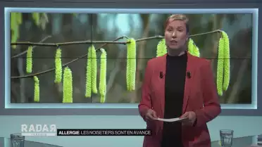 Les noisetiers sont en avance