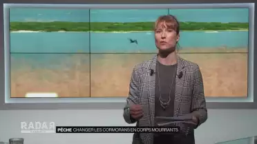 Les cormorans bientôt chassables par les pêcheurs