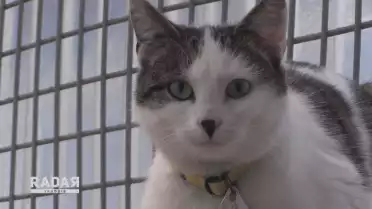 La SPA et le coronavirus