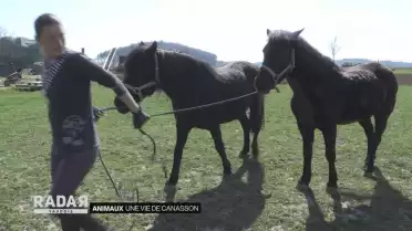 Une vie de canasson