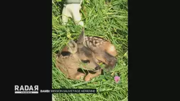 Sauvez Bambi !
