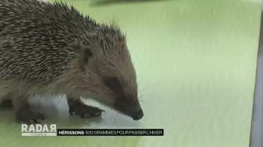 Hérissons, 500 grammes pour passer l&#039;hiver