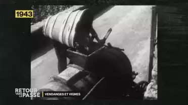 Retour vers le passé, les vendanges et la vigne