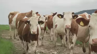 Du lait au Gruyère