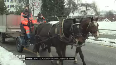 Voirie : à cheval sur les sapins