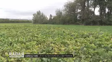 Aide d&#039;urgence pour la betterave