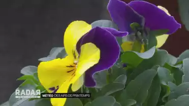 Des airs de printemps