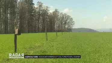 Associer arbres et culture pour l&#039;avenir