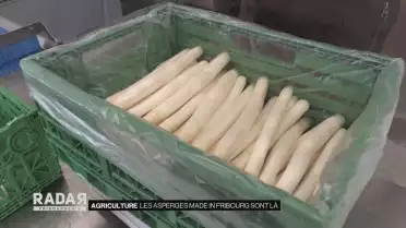 L&#039;asperge: droit dans ses bottes