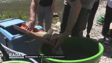 Insectes, poissons et plantes en Basse-Ville