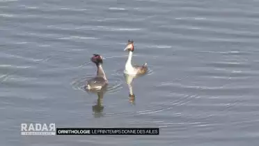 Le printemps donne des ailes