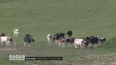 Un plan phyto cantonal