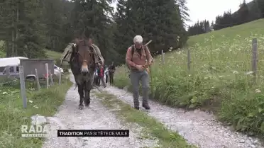 La mule adaptée aux besoins du présent