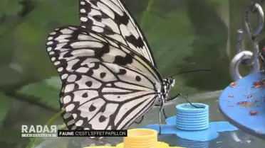 C&#039;est l&#039;effet papillon