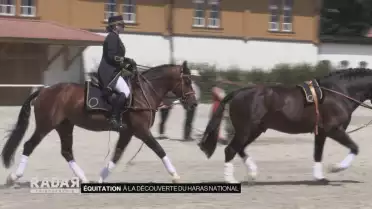 À la découverte du Haras national