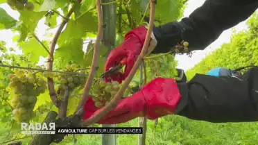 Cap sur les vendanges