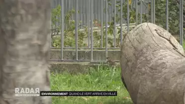 Quand le vert arrive en ville