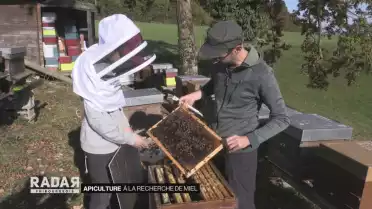 À la recherche de miel