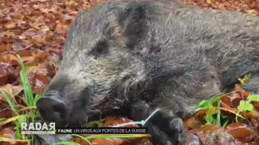 La peste porcine africaine aux portes de la Suisse