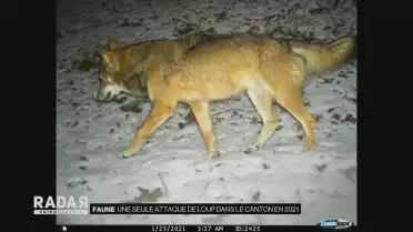 Une attaque de loup dans le canton en 2021