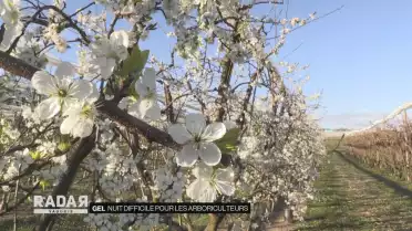 Le gel, cauchemar des arboriculteurs