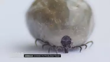 Un insecte probléma&quot;tique&quot;