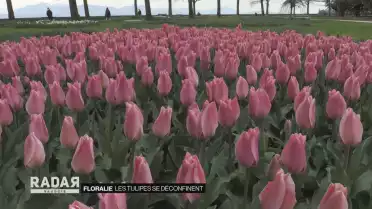 Les tulipes se déconfient
