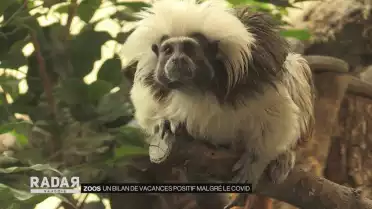 Le bilan de la semi-ouverture des zoos