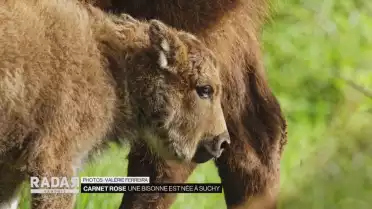 Une petite bisonne voit le jour dans la forêt de Suchy